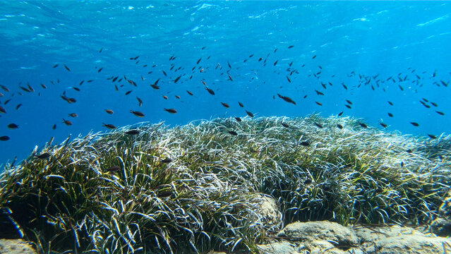 Chromis chromis damselfish group underwater image in Ikara. Black fish school swimming above the bottom in the Mediterranean Sea