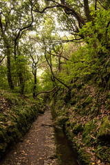 Fototapeta na wymiar Subtropical jungle in the heart of Madeira, portuguese atlanticIsland with hiker paradise paths