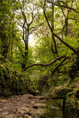 Subtropical jungle in the heart of Madeira, portuguese atlanticIsland with hiker paradise paths