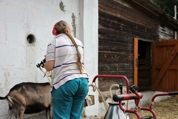 girl milking goats female hands