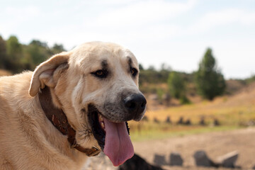 Shepherd dog, of the Leonese mastiff breed, photographed in its rural environment