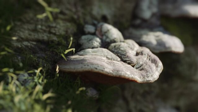 Tinder fungus on a moss covered tree trunk sunset timelapse. Forest mushrooms, nature video clip. Cinematic lighting. Macro close-up. Slow moving camera. Fantasy mood.