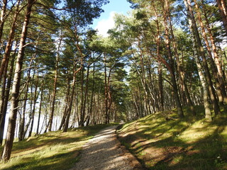 footpath in the pine forest of the curonian spit in russia