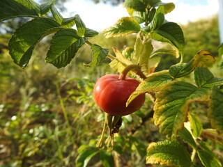 fruit of rosehip on the branch