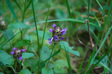 Close up of an orchid -  Prunella Vulgaris