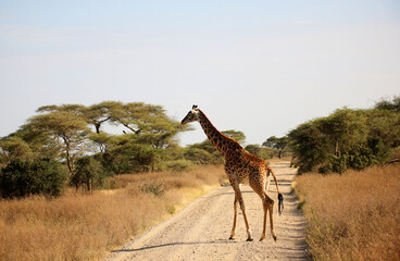 Maasai Giraffe (Giraffa tippelskirchi)  crossing a road in Serengeti National Park, Tanzania, ...
