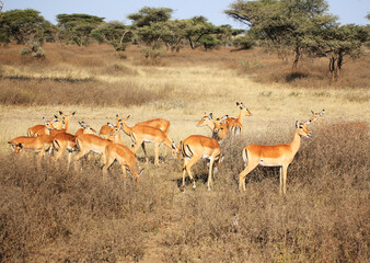 mpala (Aepyceros) in Serengeti National Park, Tanzania, Africa.