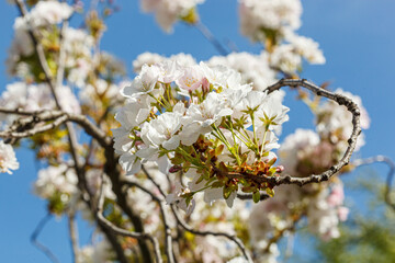 sakura blossom, sakura branches against the blue sky close-up