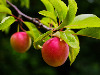 Mirabelle plum tree fruit