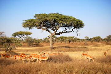 mpala (Aepyceros) in Serengeti National Park, Tanzania, Africa.