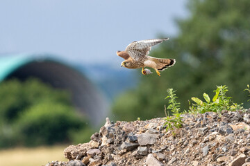 Turmfalke (Falco tinnunculus)