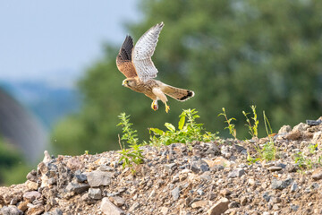Turmfalke (Falco tinnunculus)