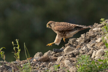 Turmfalke (Falco tinnunculus)