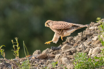 Turmfalke (Falco tinnunculus)