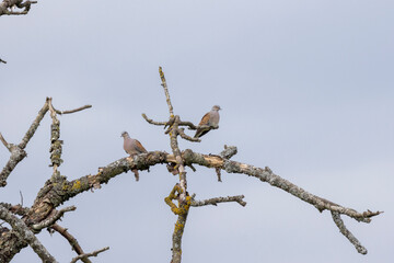 Turteltaube (Streptopelia turtur)