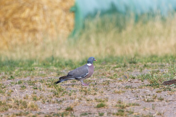 Ringeltaube (Columba palumbus)