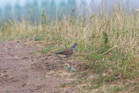 Turteltaube&nbsp;(Streptopelia turtur)
