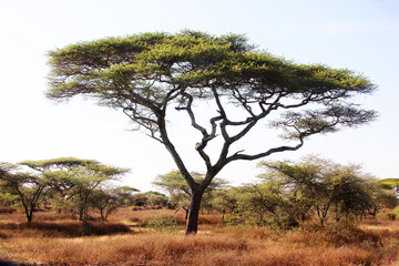 Umbrella Tree in Serengeti National Park, Tanzania,  Africa