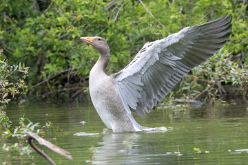 Graugans (Anser anser)