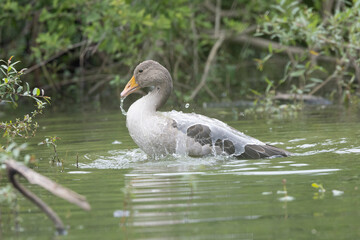 Graugans (Anser anser)