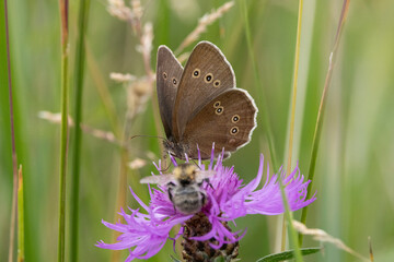 Brauner Waldvogel (Aphantopus hyperantus)
