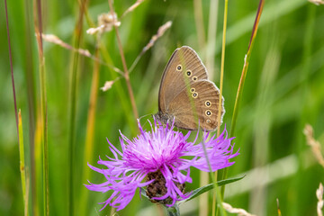 Brauner Waldvogel (Aphantopus hyperantus)
