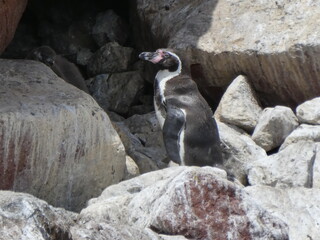Fototapeta premium Humbolt Penguins on Ballestas Island
