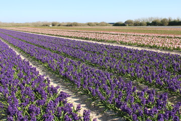 Campo de rosa, púrpura, amarillo, rojo y naranja jacinto y tulipán en Plomeur, Bretage, Francia a principios de primavera.