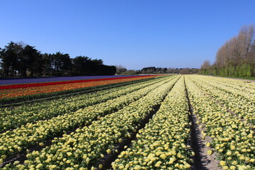 Campo de rosa, púrpura, amarillo, rojo y naranja jacinto y tulipán en Plomeur, Bretage, Francia a principios de primavera.