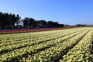 Campo de rosa, púrpura, amarillo, rojo y naranja jacinto y tulipán en Plomeur, Bretage, Francia a principios de primavera.