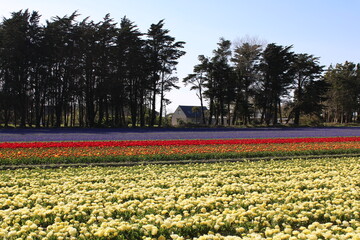 Campo de rosa, púrpura, amarillo, rojo y naranja jacinto y tulipán en Plomeur, Bretage, Francia a principios de primavera.