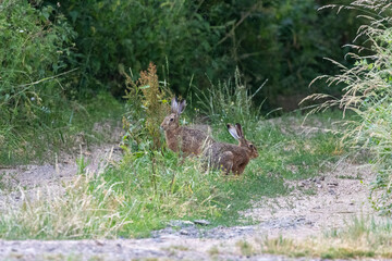 Feldhase (Lepus europaeus)