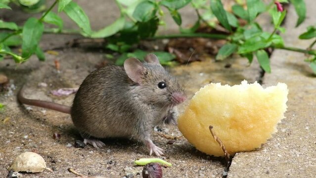 The house mouse is a small mammal of the order Rodentia, characteristically having a pointed snout, large rounded ears, and a long and almost hairless tail. 