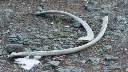Whale bones lie on stone beach in Antarctica.