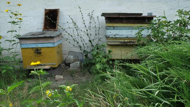 On a rural apiary.
Hives with bees are located under the wall of the house.
