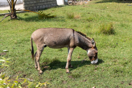 Donkey on the wetlands naer Kalpitiya Beach
