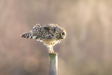 owl