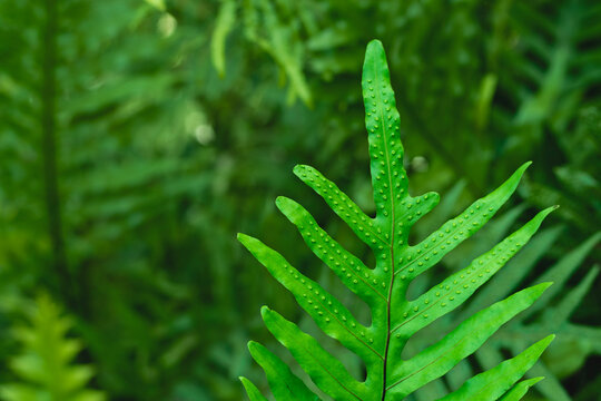 Monarch Fern Leaf in Serene Green Nature Background