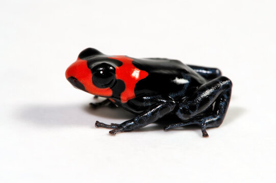 Poison dart frog // Pfeilgiftfrosch, Baumsteigerfrosch (Ranitomeya benedicta) - Peru