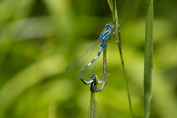 Azure damselflies mating, Coenagrion puella