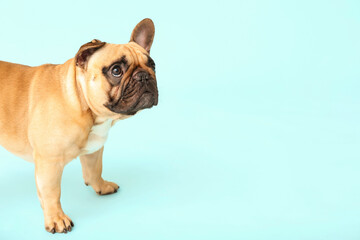 Cute French bulldog on blue background