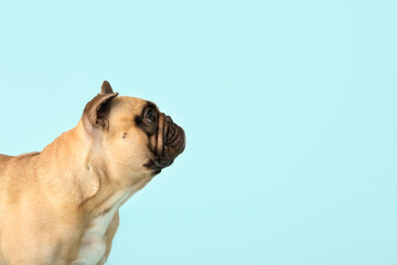 Cute French bulldog on blue background, closeup