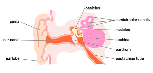 シンプルな耳の構造概略図
