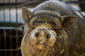 Dirty pot bellied pig portrait.