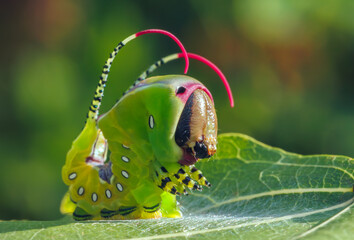 Beautiful caterpillar in a frightening pose, unique animal behaviour