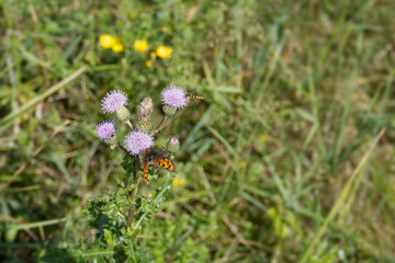 Small Copper (Lycaena phlaeas) butterfly sitting on a pink flower in Zurich, Switzerland