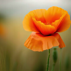 a single poppy flower in a field