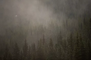 Foto op Plexiglas Mistige ochtendstond fog in the forest