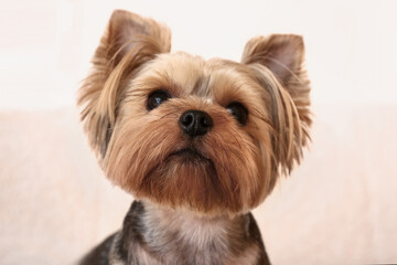 Cute small Yorkshire terrier dog in room