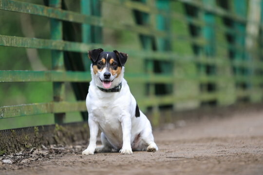 Jack Russel Terrier